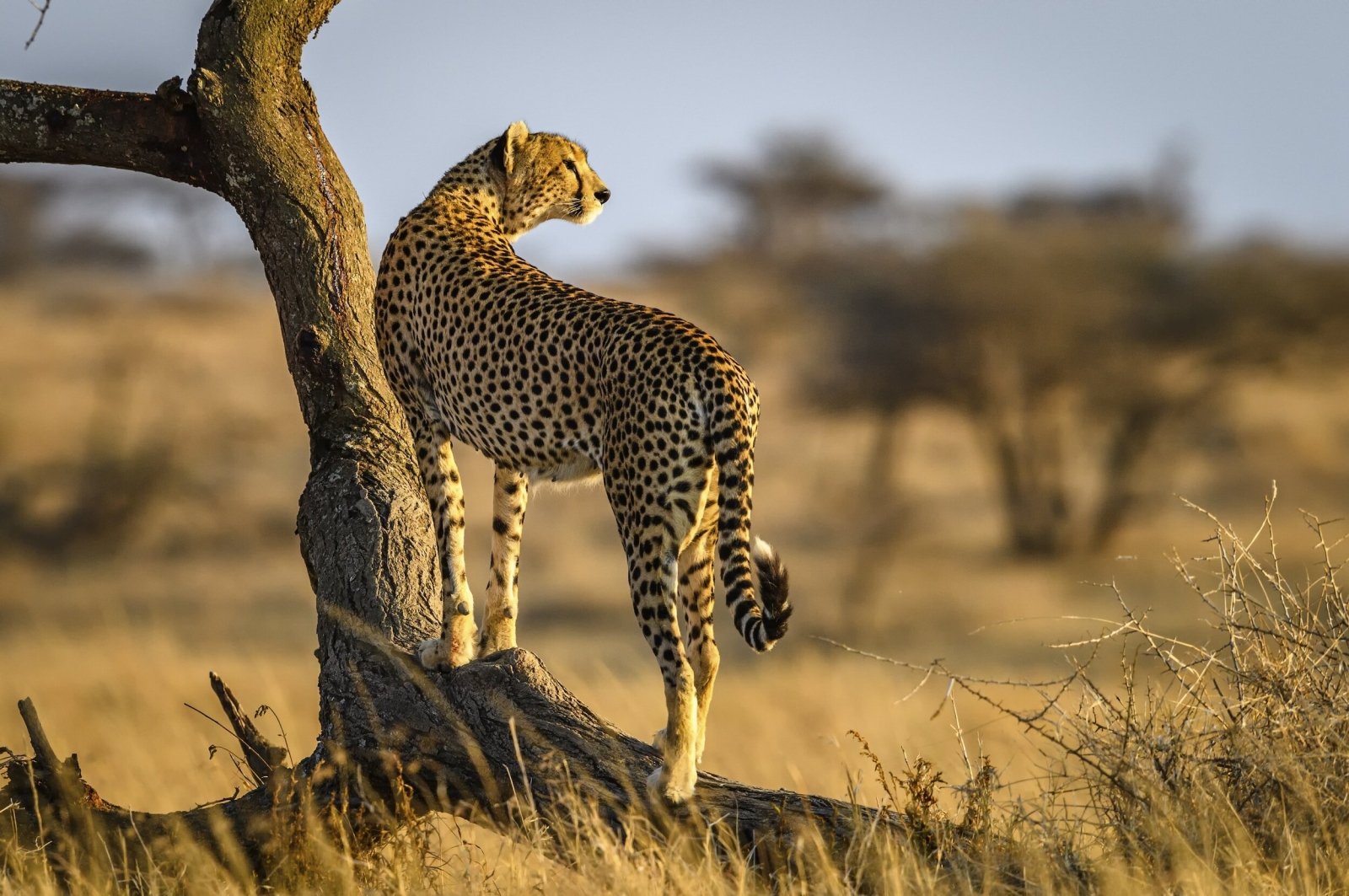 Cheetah resting in the grass during an African safari in Serengeti