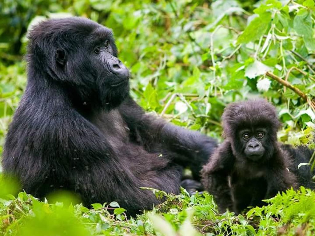 Mountain gorilla and monkeys spotted during a Rwanda wildlife safari