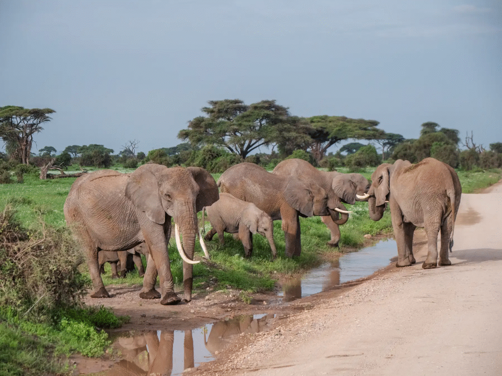 Herd of elephants walking through the savannah on a Kenya safari