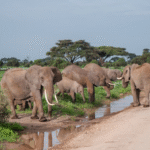 Herd of elephants walking through the savannah on a Kenya safari