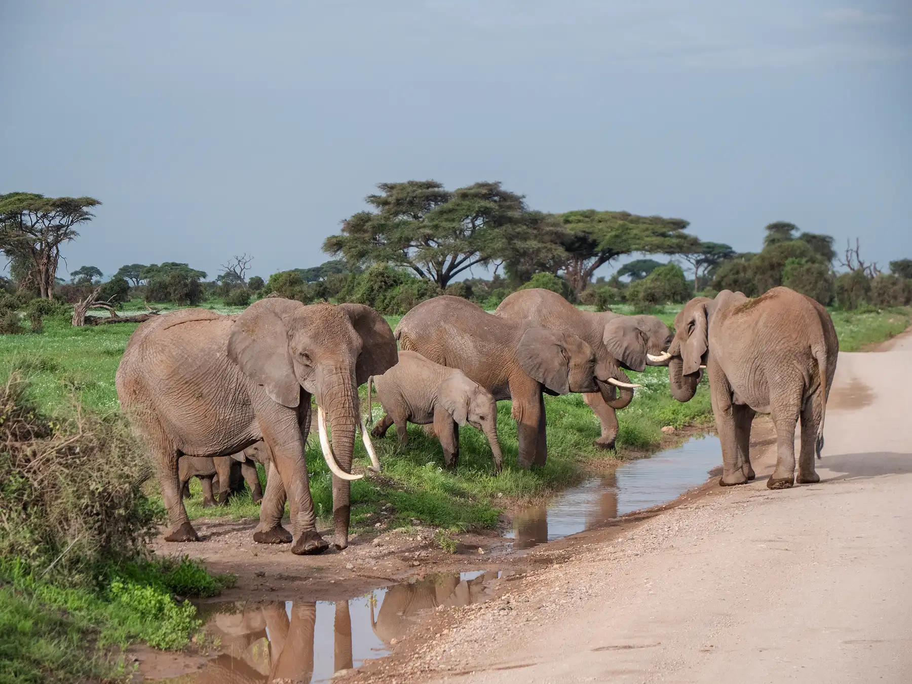 Herd of elephants walking through the savannah on a Kenya safari