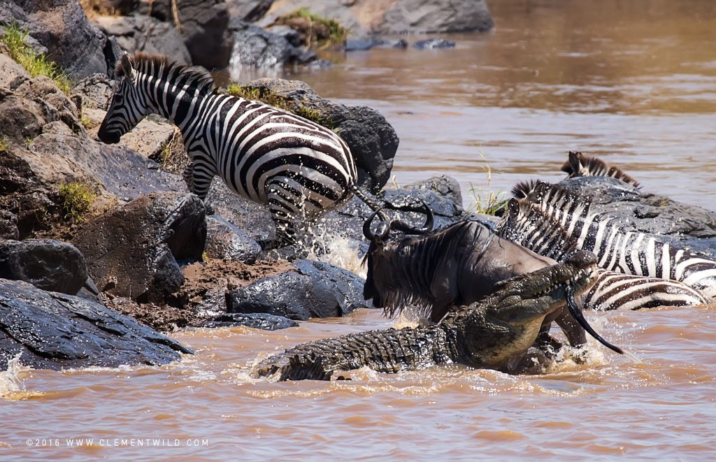 Zebras crossing the Mara River during the Great Migration in Kenya