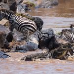 Zebras crossing the Mara River during the Great Migration in Kenya