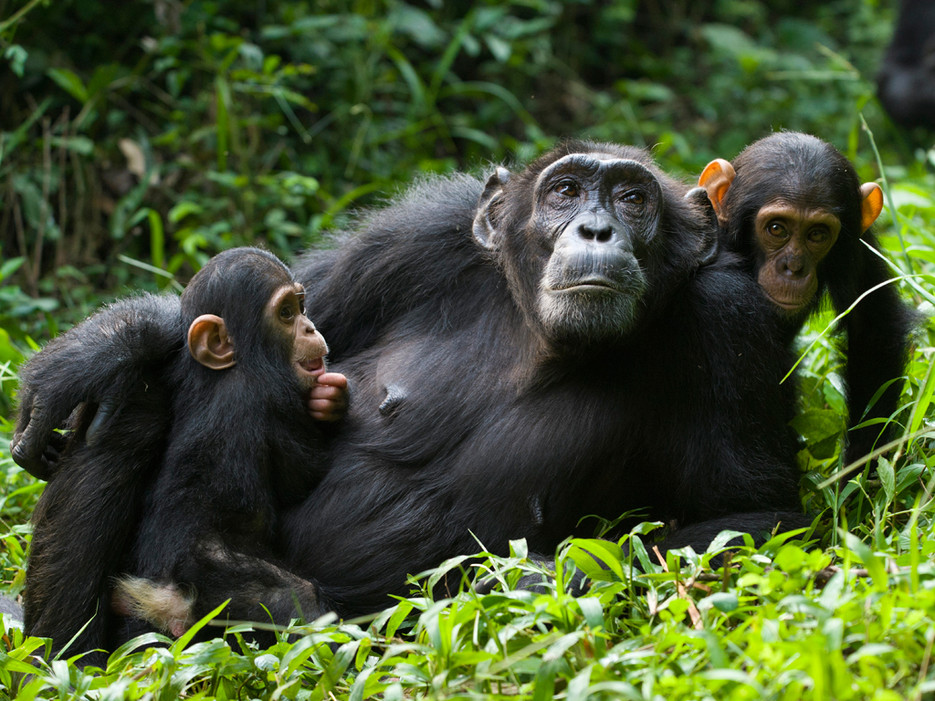 Tourists trekking gorillas in Bwindi Uganda