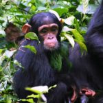 Gorilla mother and infant observed during a Rwanda primate safari