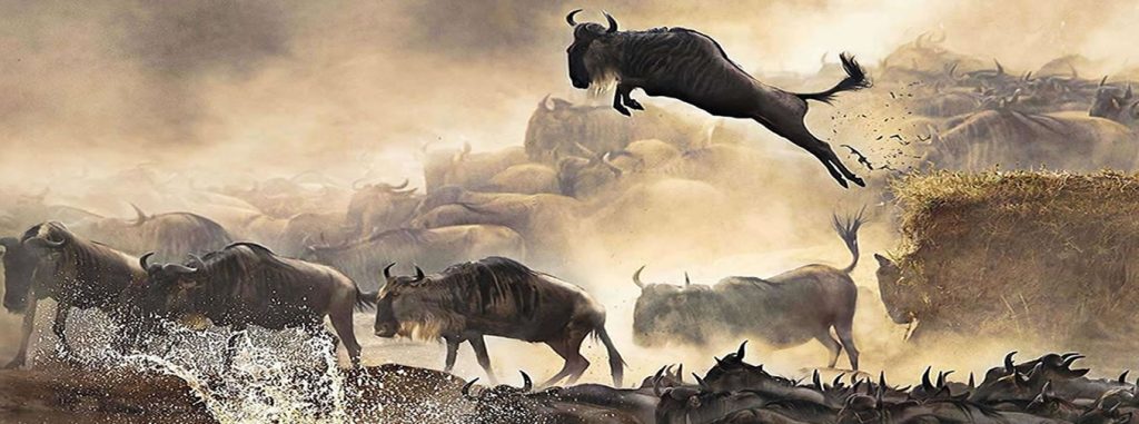 Mara River crossing with wildebeest during the Great Migration